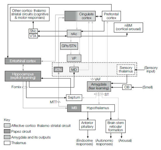 250_Affective basal ganglia circuit.png